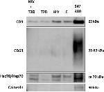 CD63 Antibody in Western Blot (WB)