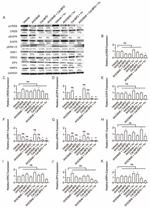 MRP4 Antibody in Western Blot (WB)