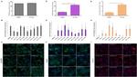 RAB25 Antibody in Immunocytochemistry (ICC/IF)