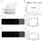 STIM1 Antibody in Western Blot (WB)