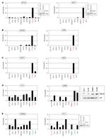 FLI1 Antibody in Western Blot (WB)