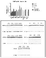 Connexin 26 Antibody in Western Blot (WB)