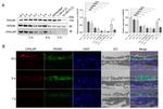 CRALBP Antibody in Western Blot, Immunohistochemistry (WB, IHC)