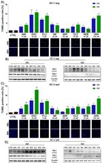 TRF1 Antibody in Western Blot (WB)