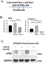 Phospho-FGR (Tyr412) Antibody in Western Blot (WB)