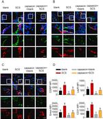 Leptin Receptor Antibody in Immunohistochemistry, Immunohistochemistry (Frozen) (IHC, IHC (F))