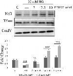 TFAM Antibody in Western Blot (WB)