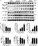 JPH2 Antibody in Western Blot (WB)