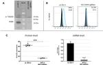 HLA-G Antibody in Flow Cytometry (Flow)