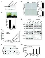 Securin Antibody in Western Blot, Immunohistochemistry (WB, IHC)