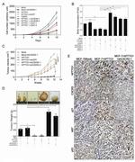 Securin Antibody in Immunohistochemistry (IHC)