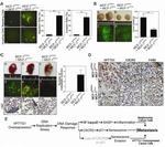 Securin Antibody in Immunohistochemistry (IHC)