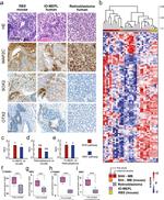 OTX2 Antibody in Immunohistochemistry (IHC)