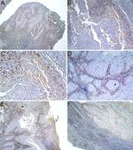 MCM7 Antibody in Immunohistochemistry (IHC)