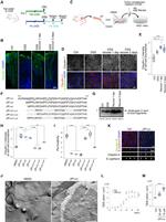 Claudin 3 Antibody in Immunohistochemistry (IHC)