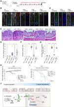 Claudin 3 Antibody in Immunohistochemistry (IHC)