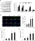 Phospho-IRE1 alpha (Ser724) Antibody in Western Blot (WB)