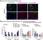 CaV1.1 Antibody in Immunocytochemistry, Immunohistochemistry (ICC/IF, IHC)