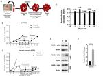 14-3-3 zeta Antibody in Western Blot (WB)