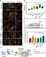 IBA1 Antibody in Western Blot, Immunocytochemistry (WB, ICC/IF)