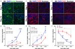 F4/80 Antibody in Immunohistochemistry (Frozen) (IHC (F))