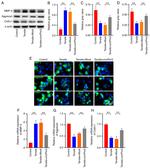 Aggrecan Antibody in Western Blot, Immunocytochemistry (WB, ICC/IF)