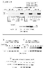 Sigma-1 Receptor Antibody in Western Blot (WB)