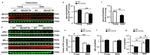 VCP Antibody in Western Blot (WB)