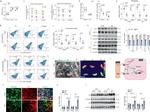 PRDM16 Antibody in Western Blot (WB)