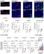 MUC5AC Antibody in Immunocytochemistry (ICC/IF)