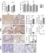 SCP3 Antibody in Immunohistochemistry (IHC)