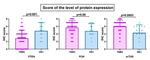 PTEN Antibody in Immunohistochemistry (IHC)