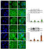 GRP78 Antibody in Immunocytochemistry (ICC/IF)