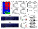 VE-cadherin Antibody in Western Blot (WB)