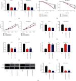 SOX4 Antibody in Western Blot (WB)