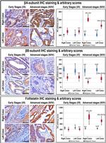 INHBB Antibody in Immunohistochemistry (IHC)