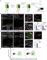 VEGF Antibody in Immunohistochemistry (IHC)