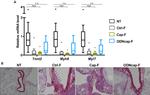 Cardiac Troponin T Antibody in Immunohistochemistry (IHC)