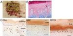 CD4 Antibody in Immunohistochemistry (IHC)