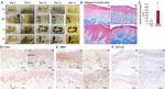 CD4 Antibody in Immunohistochemistry (IHC)