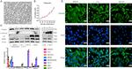 Vimentin Antibody in Western Blot, Immunocytochemistry (WB, ICC/IF)