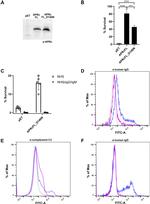 Complement C3 Antibody in Flow Cytometry (Flow)