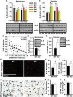 IL-6 Antibody in Western Blot (WB)