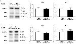 Occludin Antibody in Western Blot (WB)