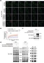 BLZF1 Antibody in Western Blot (WB)