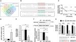 NDUFA4 Antibody in Western Blot (WB)