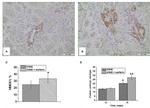 HMOX1 Antibody in Immunohistochemistry (IHC)