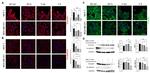 Vimentin Antibody in Western Blot, Immunocytochemistry (WB, ICC/IF)