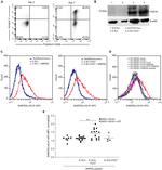 P2X7 Antibody in Western Blot (WB)