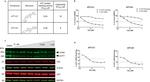 GAPDH Antibody in Western Blot (WB)